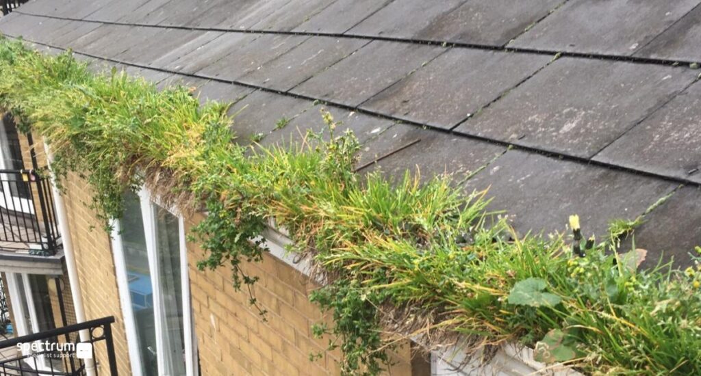 Plants-or-moss-growing-inside-the-gutter