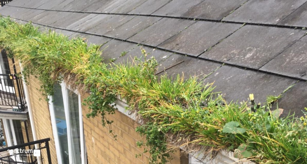 Plants-or-moss-growing-inside-the-gutters-1024x55